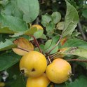 Malus floribunda fruit